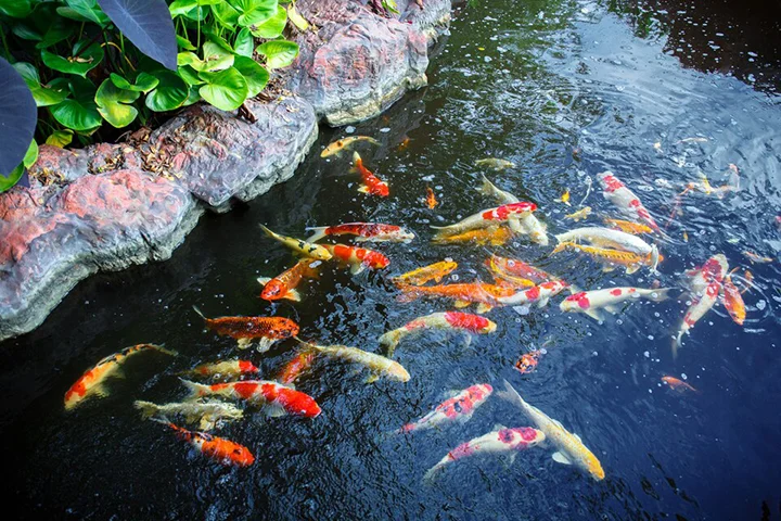 Kolam Koi Minimalis